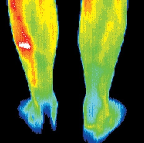 digital thermal infrared imaging