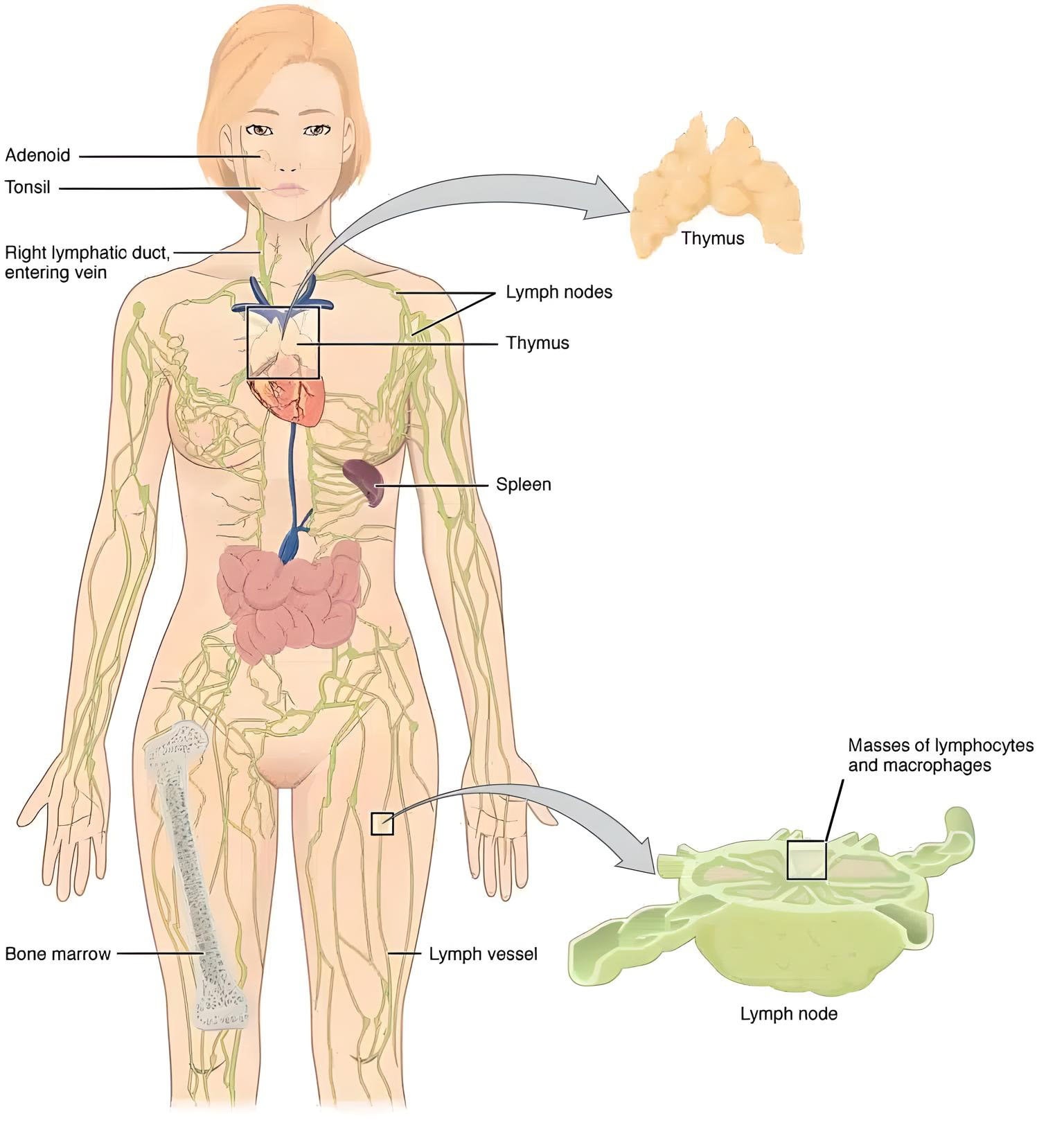 lymphatic drainage massage